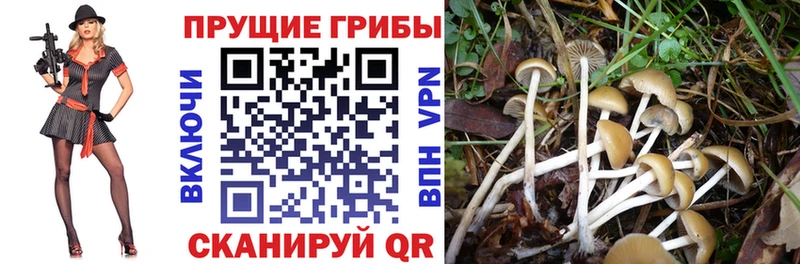 Псилоцибиновые грибы MAGIC MUSHROOMS  Купить закладки  Кашин 